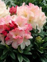 Rhododendron yakushimanum 'Percy Wiseman'