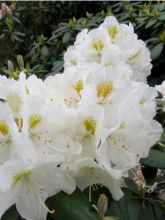 Rhododendron yakushimanum 'Porzellan'