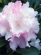 Rhododendron yakushimanum 'Silberwolke'