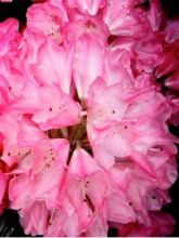 Rhododendron yakushimanum Sneezy