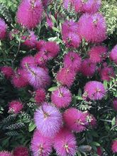 Callistemon viminalis Hot Pink - Rince-bouteille pleureur.