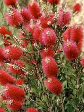 Callistemon masotti Mini Red - Rince bouteille