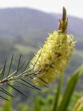 Rince-bouteilles - Callistemon pityoides Widicom Gem