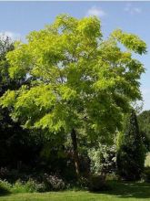 Robinia pseudoacacia Frisia - Robinier doré.