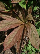 Rodgersia à feuilles de marronnier 'Irish Bronze'