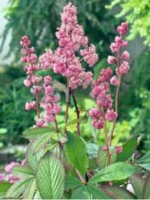 Rodgersia pinnata Dark Pokers