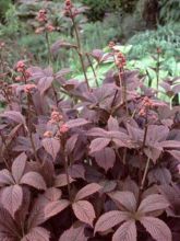 Rodgersia pinnata Chocolate Wings