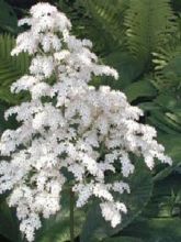 Rodgersia La Blanche - Rodgersia La Blanche