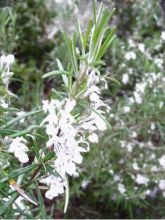 Romarin à fleurs blanches - Rosmarinus officinalis Albiflorus