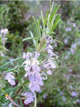 Romarin couvre-sol -  Rosmarinus officinalis Pointe du Raz