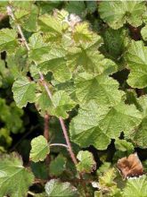 Rubus tricolor Betty Ashburner - Mûre Betty Ashburner