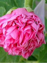 Rose trémière - Alcea rosea Chater's Double Rose