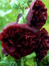 Rose trémière - Alcea rosea Chater's Double Violet