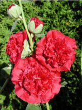 Rose Trémière - Alcea rosea Chatter's Red Double