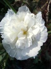 Rose trémière double 'Chater's White'