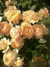 Rosier Amber Queen ® - Rosa (x) floribunda