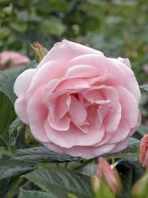 Rosier Astrid Lindgren - Rosa (x) floribunda