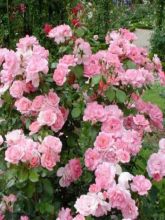 Rosier Polyantha Centenaire de Lourdes 