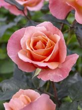 Rosier Fragrant Delight - Rosa (x) floribunda