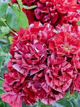 Rosier à fleurs groupées 'La Reine de la Nuit '