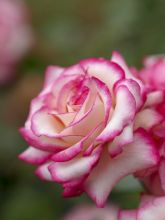 Rosier Laminuette - Rosa (x) floribunda
