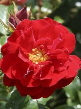 Rosier à fleurs groupées 'Mainaufeuer'