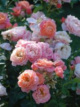 Rosier à fleurs groupées 'Marie Curie'