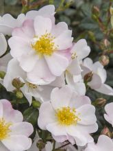 Rosier à fleurs groupées 'Medeo'