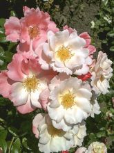 Rosier à fleurs groupées 'Nectar Garden Roseromantic Korum'