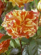Rosier Oranges and Lemons - Rosa (x) floribunda