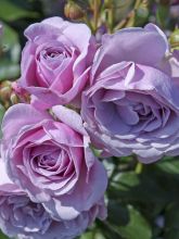 Rosier à fleurs groupées 'Patio Rose Nautica'