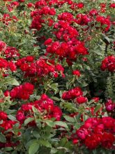 Rosier à fleurs groupées 'Patiorose Milano'