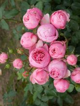 Rosier floribunda Pomponella en racines nues