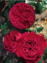 Rosier Red Leonardo da Vinci ® Meiangele - Rosa (x) floribunda