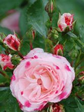 Rosier Arbustif Triple Treat (Rosenstadt Freising) - Rosa (x) floribunda