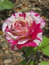 Rosier à fleurs groupées Scentimental en racines nues