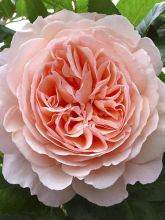 Rosier 'A Shropshire Lad'