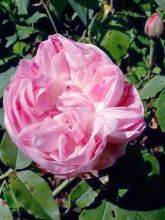 Rosier ancien Bourbon 'Honorine de Brabant'