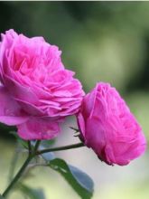 Rosier Ancien Louise Odier - Rosa (x) Bourbon