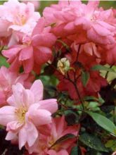Rosier ancien Old Blush - Rosa (x) chinensis