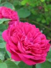 Rosier ancien Rose de Rescht - Rosa (x) damascena