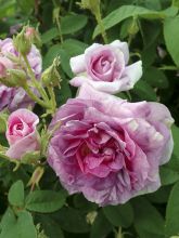 Rosier ancien Jenny Duval - Rosa (x) gallica