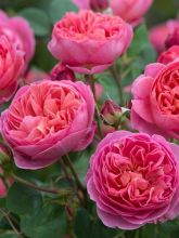 Rosier anglais 'Boscobel'