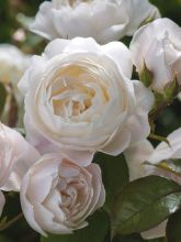 Rosier David Austin Desdemona® - Auskindling