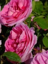 Rosier anglais 'Gertrude Jekyll'