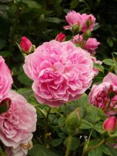 Rosier anglais Harlow Carr® - Aushouse