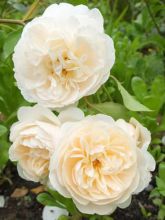 Rosier David Austin Lichfield Angel® - Ausrelate