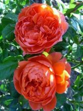 Rosier David Austin Summer Song ® - Austango