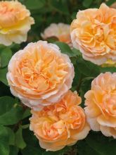 Rosier David Austin The Lady Gardener® - Ausbrass