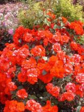 Rosier à fleurs groupées La Sevillana